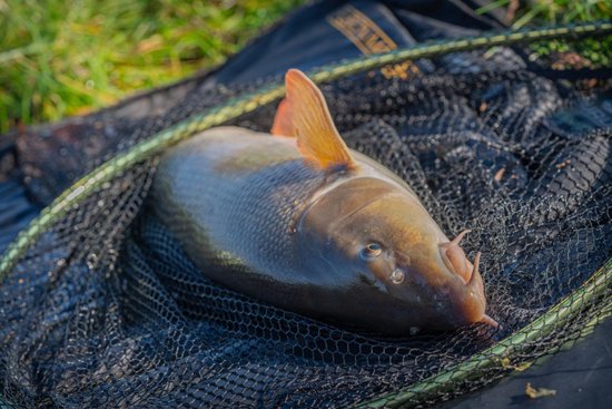 Guru Duel 600 Specimen Landing Net